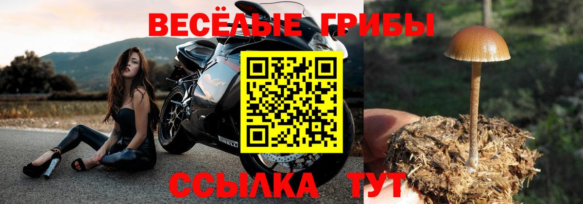 Псилоцибиновые грибы Psilocybe Североморск